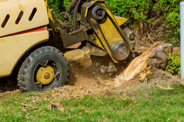 How Our Tree Care Process Works  in  Clifton Springs, NY